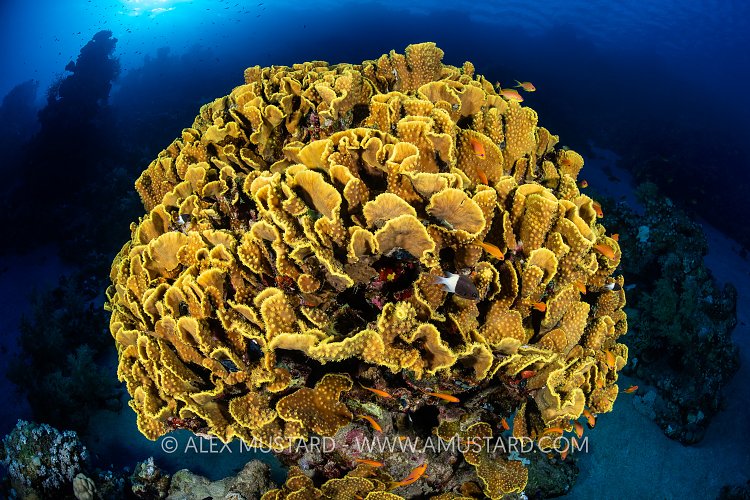 Yellow Coral Growing On Reef, Egypt