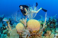 Diver Over Reef. Cayman Islands
