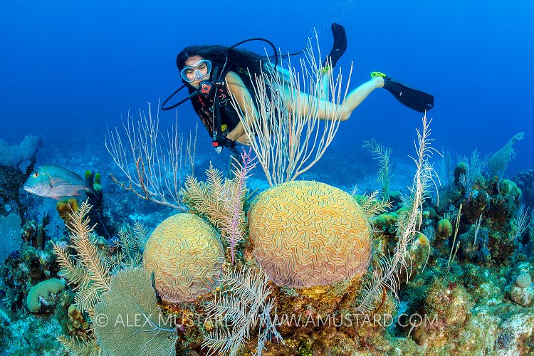 Diver Over Reef. Cayman Islands