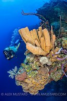 Diving The Wall. Cayman Islands