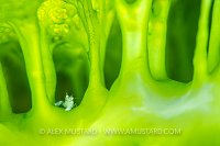 Shrimp In Green Squirt. Philippines