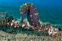 Tigertail Seahorse. Philippines