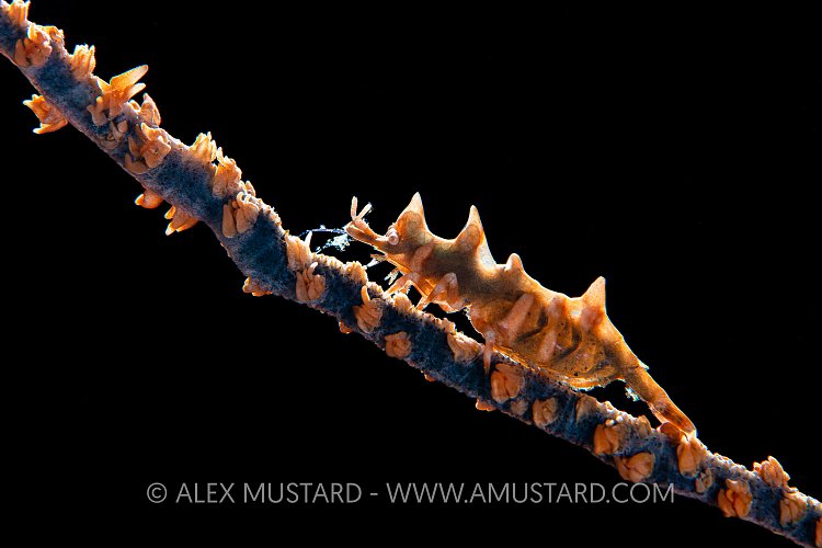 Backlit Dragon Shrimp. Philippines