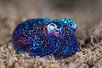 Squid Portrait. Philippines