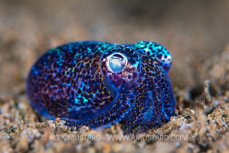 Squid Portrait. Philippines