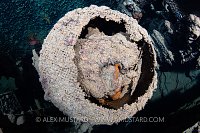 Mystery Object. Thistlegorm, Egypt