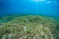 Sea Grass Meadow. Egypt
