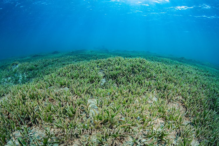 Sea Grass Meadow. Egypt