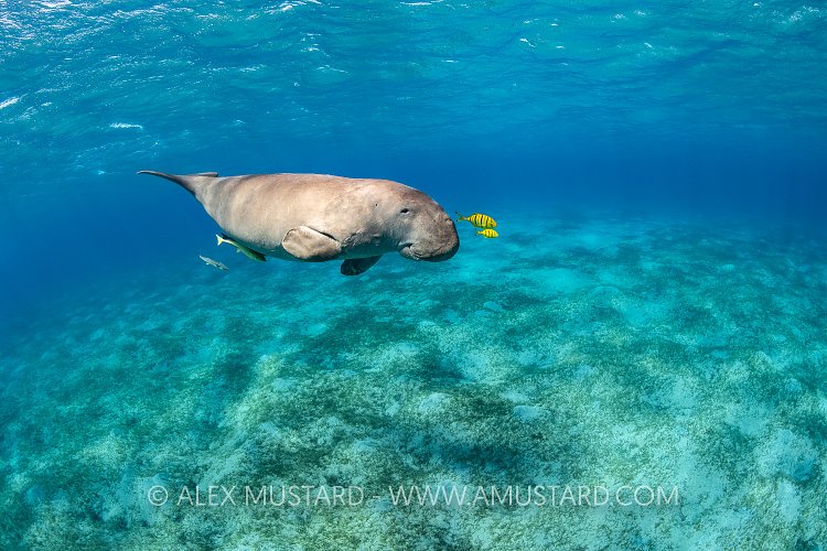 Dugong Over Seagrass. Egypt