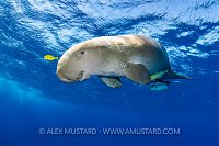 Dugong At Surface. Egypt
