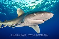 Oceanic Whitetip Shark. Egypt