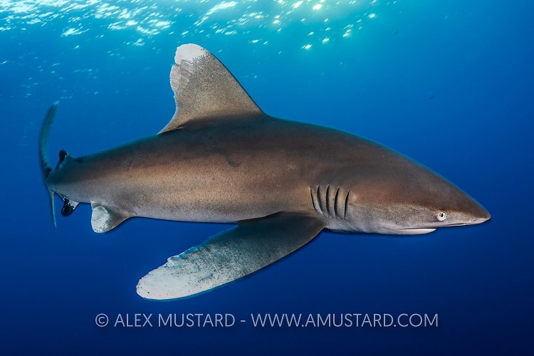 Oceanic Whitetip. Egypt