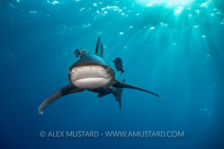 Oceanic Whitetip Shark. Egypt