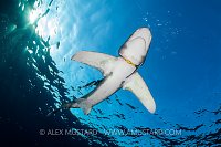 Oceanic Whitetip WIth Plastic Pollution. Egypt