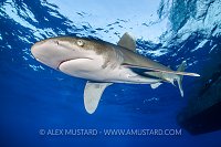 Oceanic Whitetip Shark. Egypt