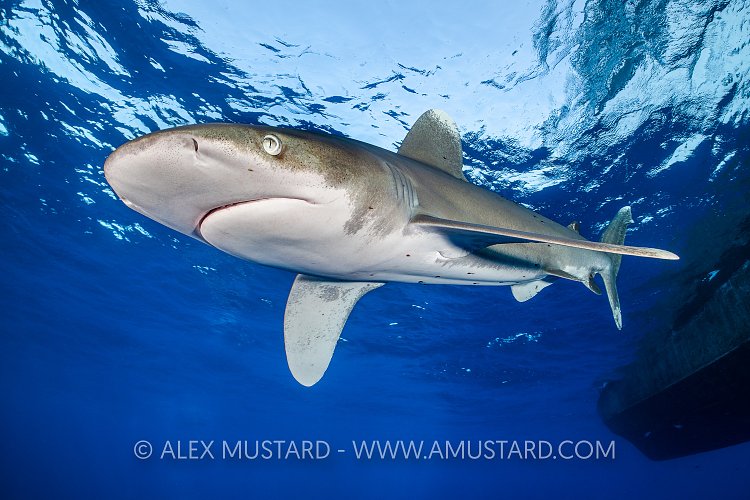 Oceanic Whitetip Shark. Egypt