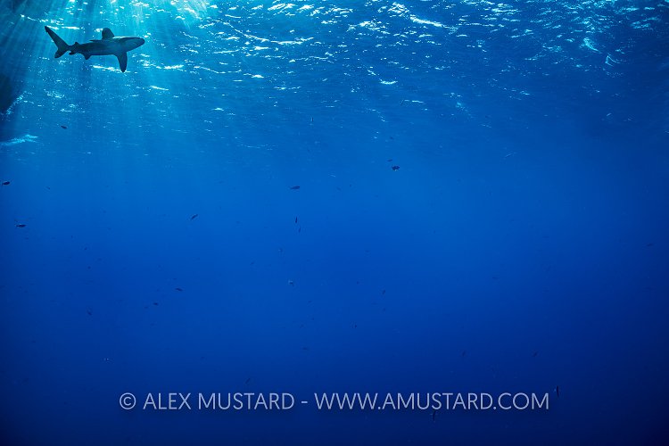 Oceanic Whitetip Shark. Egypt