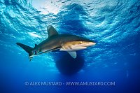 Oceanic Whitetip Shark Beneath Boat. Egypt