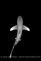 Oceanic Whitetip Shark. Egypt