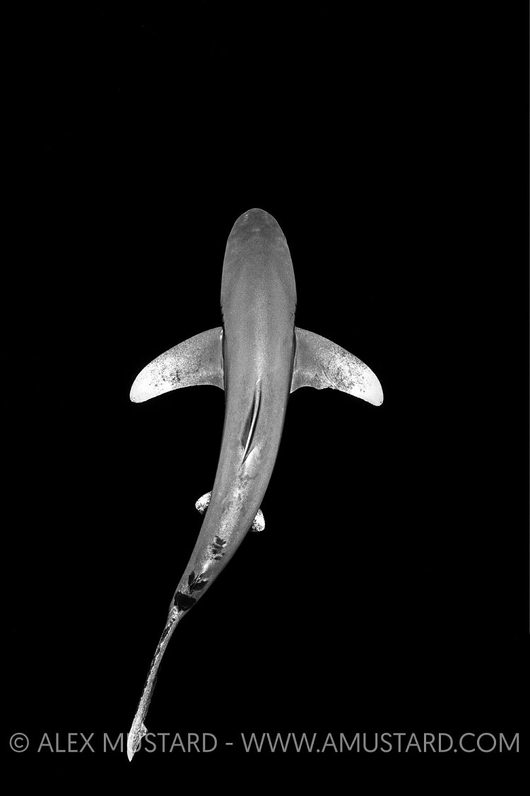 Oceanic Whitetip Shark. Egypt