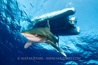 It's Gone Under The Boat. Egypt