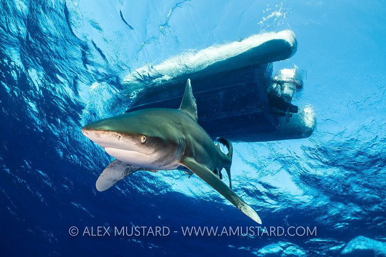 It's Gone Under The Boat. Egypt