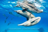 Spinner Dolphins. Egypt