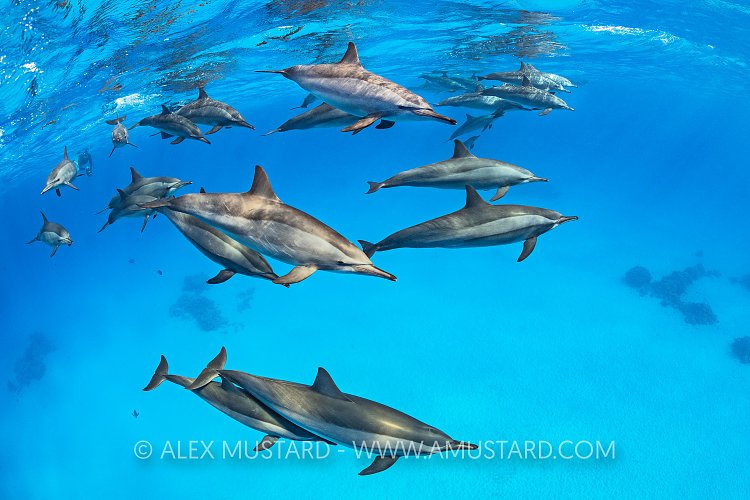 Spinner Dolphins. Egypt