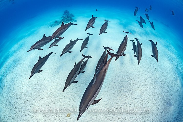 Spinner Dolphins. Egypt