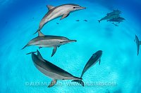 Spinner Dolphin Pod. Egypt