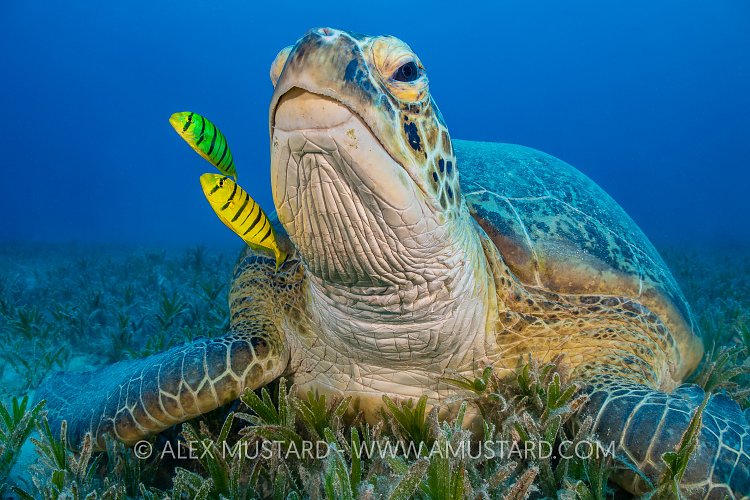 Green Turtle & Friends. Egypt