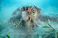 Green Turtle Feeding. Egypt