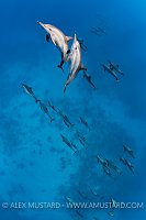 Spinner Dolphins. Egypt