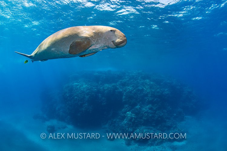 Dugong And Coral Reef. Egypt