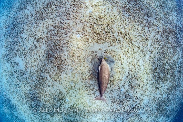 Dugong Feeds On Seagrass. Egypt