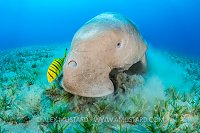 Dugong Feeds On Seagrass. Egypt