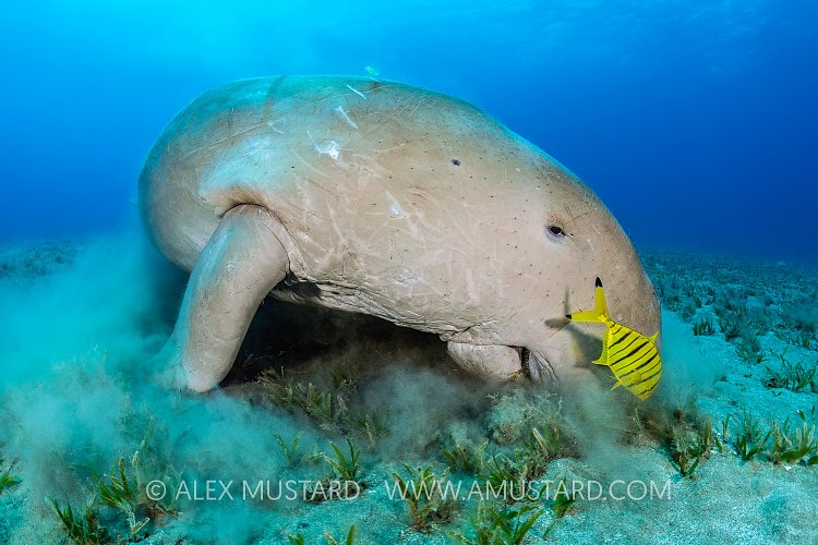 Dugong Feeding On Seagrass. Egypt