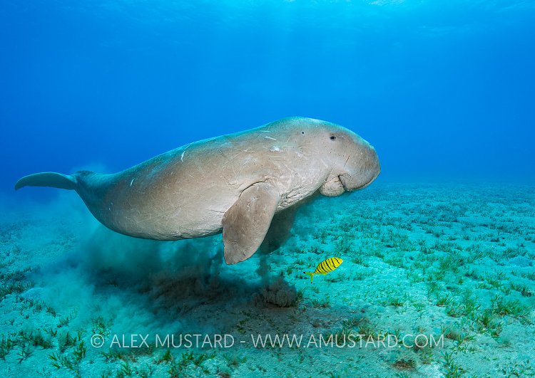 Dugong Over Seagrass. Egypt