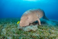 Dugong Feeds On Seagrass. Egypt