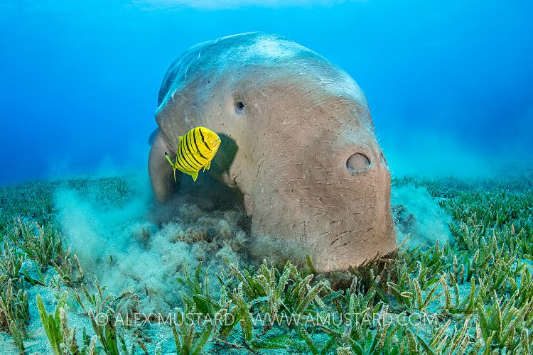 Dugong Feeds On Seagrass. Egypt
