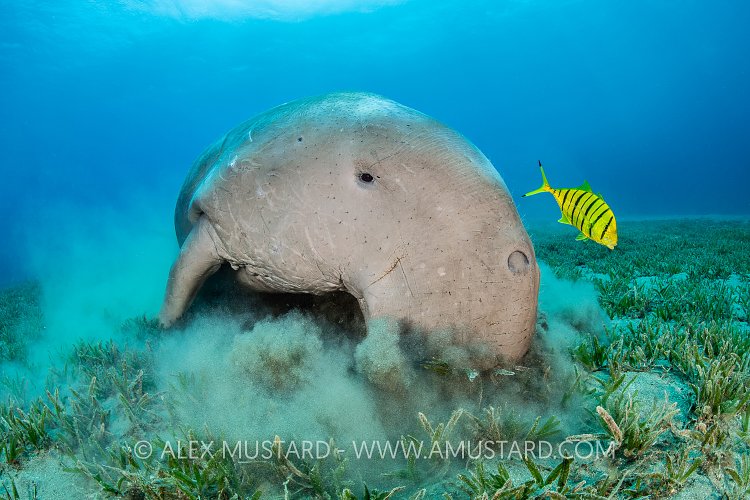 Dugong Feeding On Seagrass. Egypt