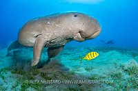Dugong Over Seagrass. Egypt
