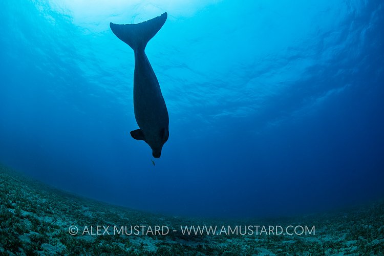 Dugong Over Seagrass. Egypt