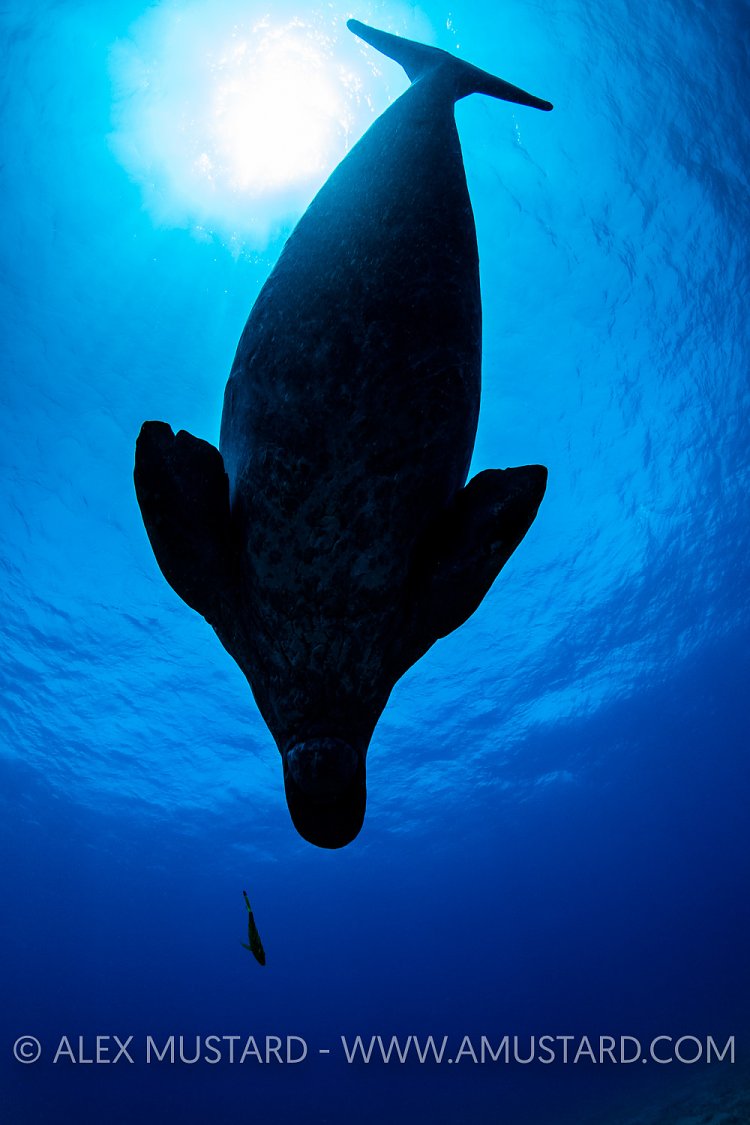 Dugong Silhouette. Egypt