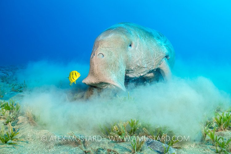 Dugong Feeds On Seagrass. Egypt