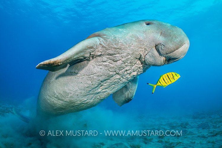 Dugong Over Seagrass. Egypt