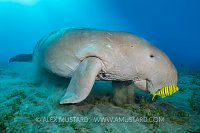 Dugong Over Seagrass. Egypt