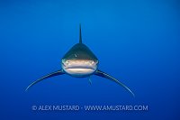 Oceanic Whitetip Shark In The Red Sea. Egypt