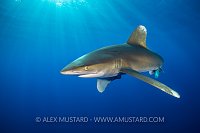 Oceanic Whitetip Shark In The Red Sea. Egypt