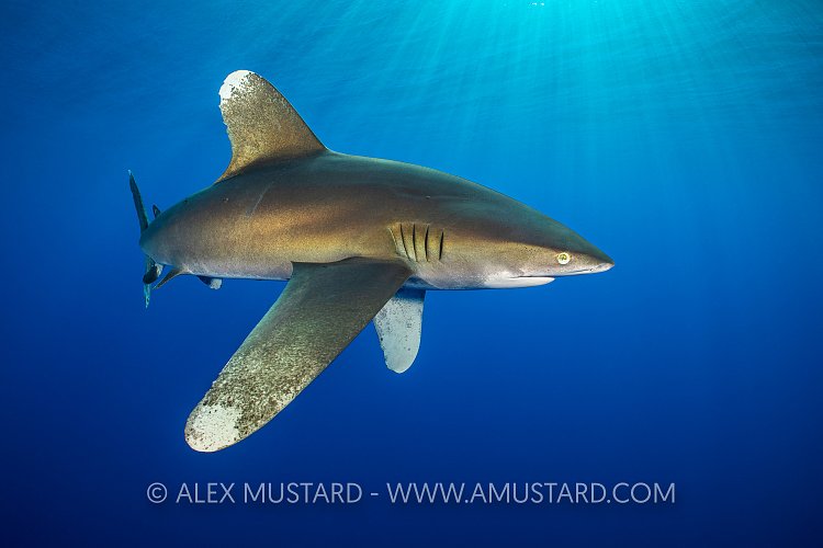 Oceanic Whitetip Shark In The Red Sea. Egypt